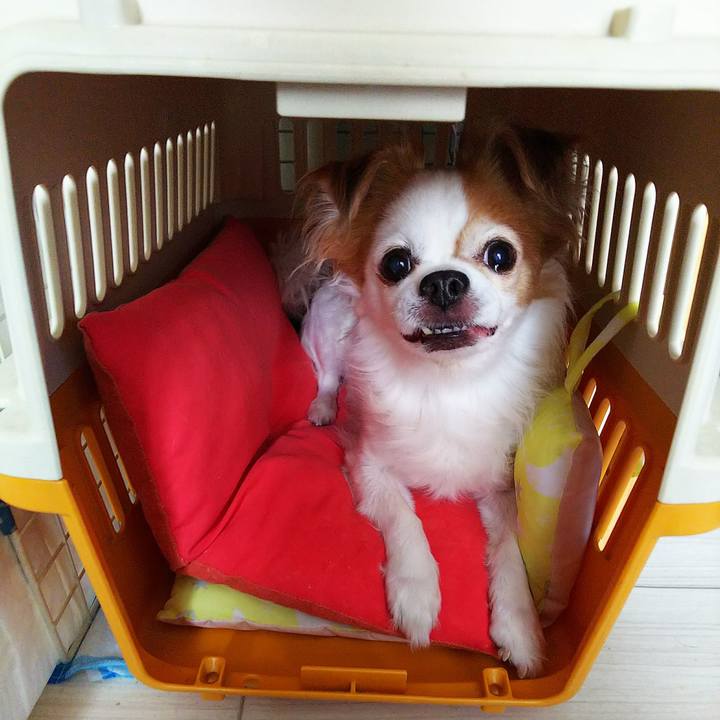 24cfe5c5 2949 4bbb 8e11 a6711fd36f84 1529286477139