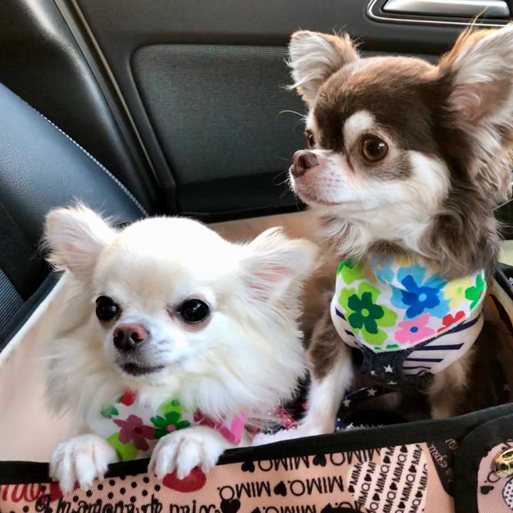 24d43818 1f65 4874 bd27 6ecfdc5b0858 1532348329962