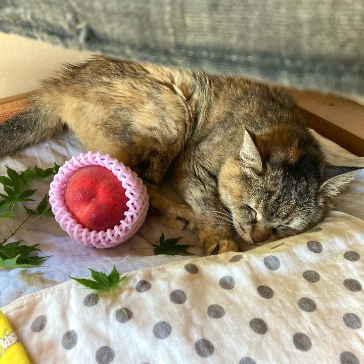 24d49e98 c983 421b bd25 7b3f9e8377b2 1627439607140