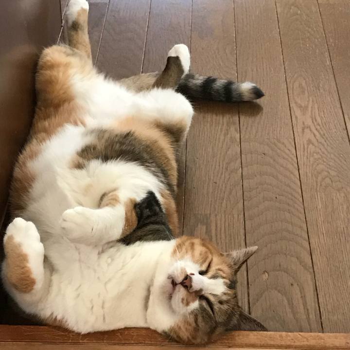 24d51e36 684c 4c19 8144 2e03f1ba296e 1533428583180