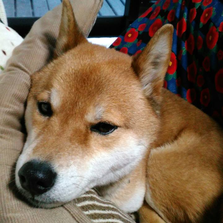 24d7a41c 8805 4582 ae97 a37de1d941d7 1519114384128