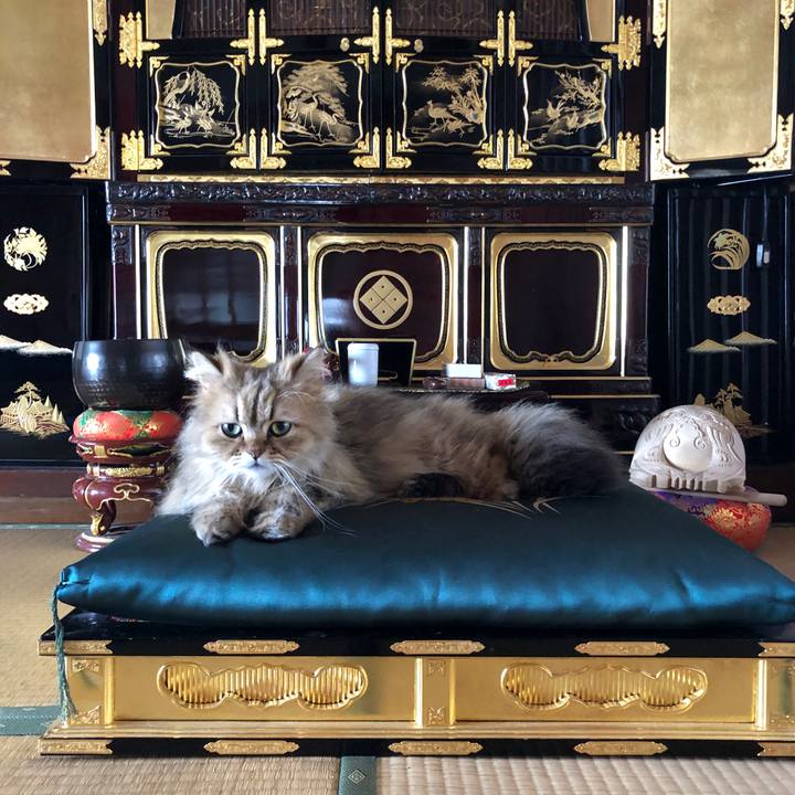 24da8ba3 a7c5 4a99 8be4 5b43d0f637a3 1557642270972