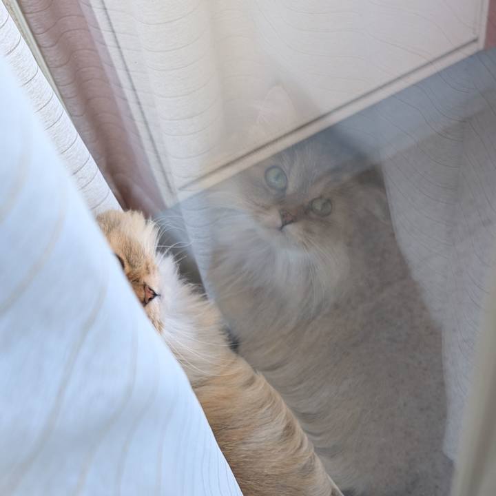 24dadbe7 ceda 4c34 917b 265dd75a5f9f 1732753218215