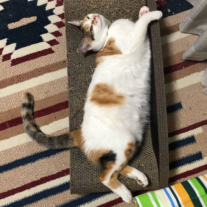 24dc4358 b2d1 4cf7 a643 980456bedb11 1597929817302