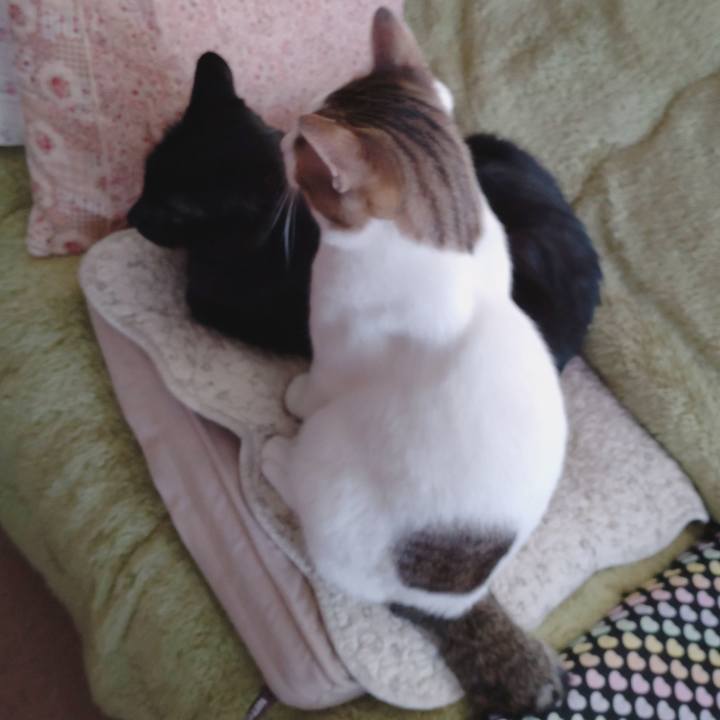 24dc6085 88e2 4d5f ae55 956b229ab275 1647818222554