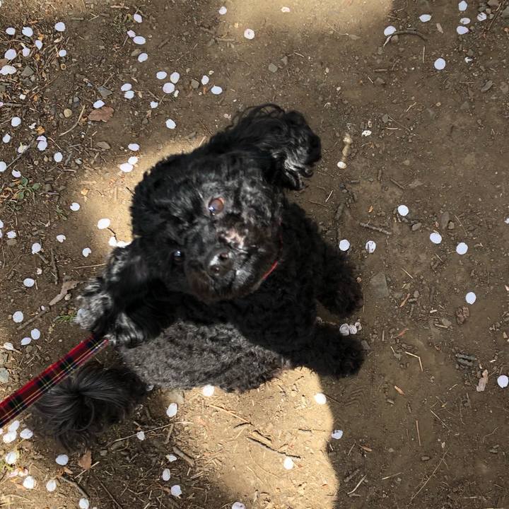 24dcf41e 9cc0 44c3 8a6f e17af224da48 1554726845857