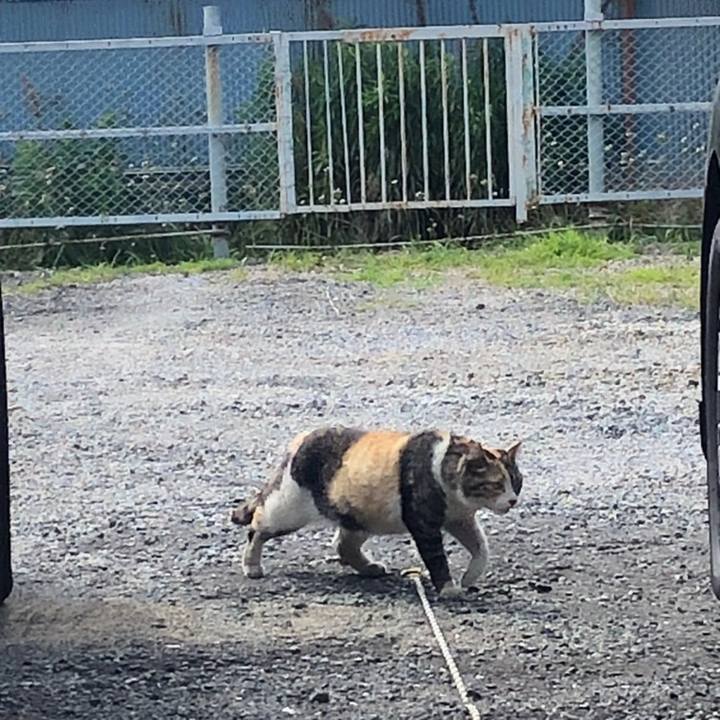 24de4b31 06e7 4cfc 8836 4b6333f58125 1558189871033