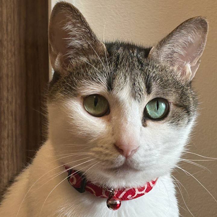 24e0f5ba cfd4 45ab aae1 a6008e7c4939 1763975913219