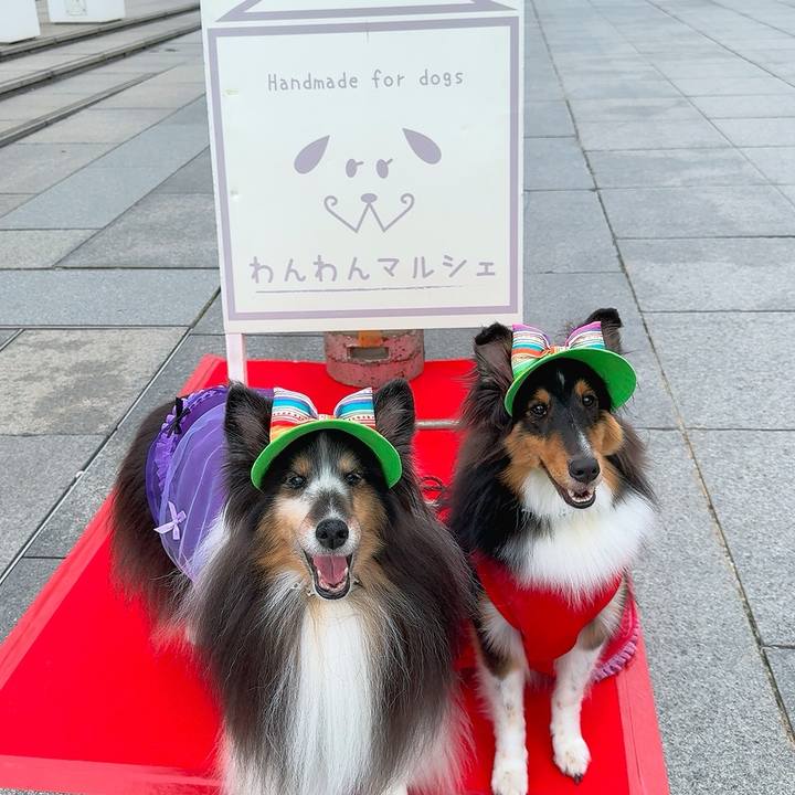 24e231c5 4234 483e afee 72426e6b0d57 1760891583221