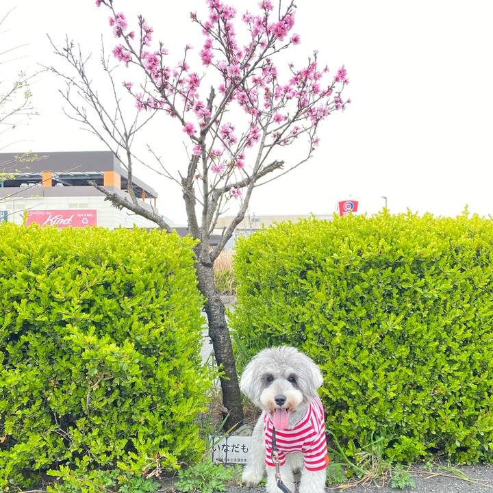 24e48ef1 8d5a 43a5 b49e c2833b86e89f 1616226181562