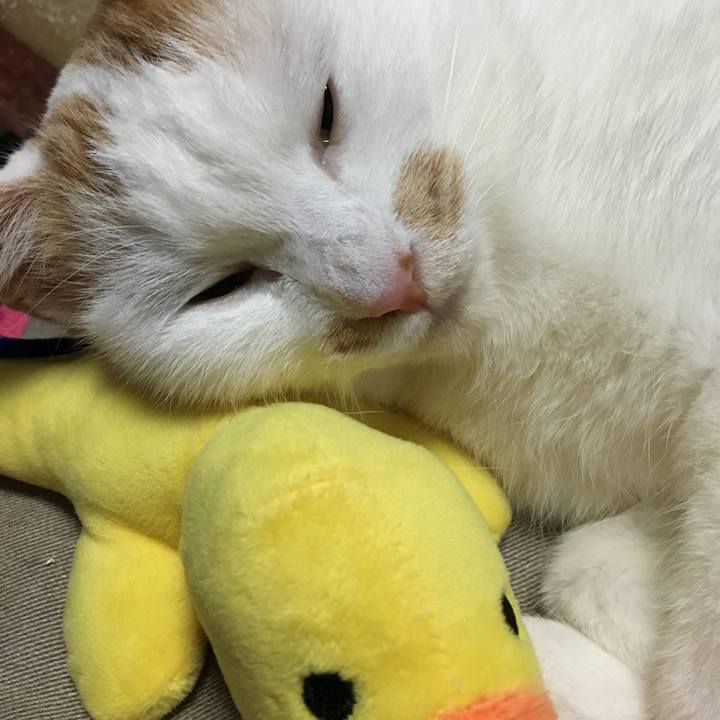 24e60e73 0511 401a 8b15 ec1c122b32c0 1547897294710