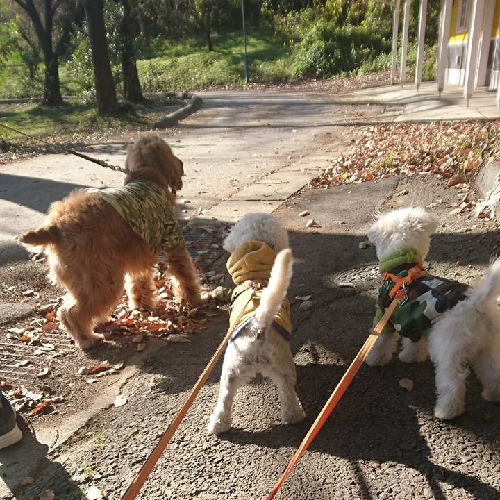 24e97335 022d 4818 81fb 2ade2ac2364a 1511154026614