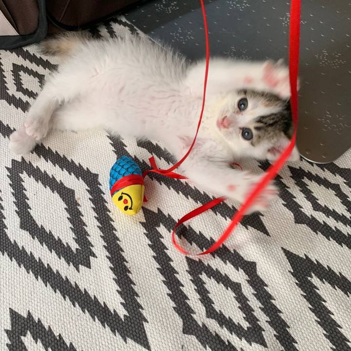 24ebbf0e 2354 41ac 97b7 44ce9461ab37 1590363414304