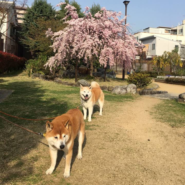 24edca77 fcd5 41c7 b67c e6ae9aee45a2 1522563384448