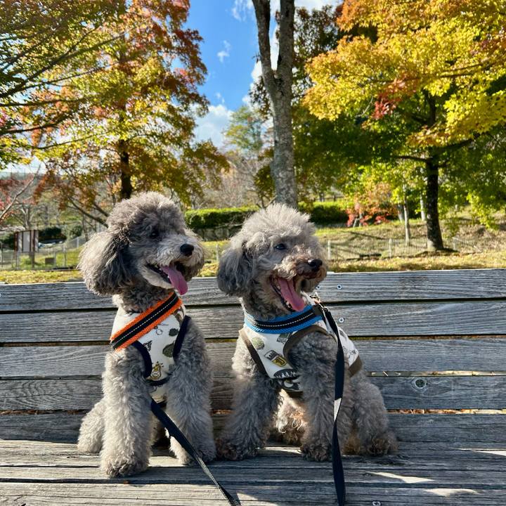 24ef2064 f55e 437f 83e9 90d6d7630f35 1763471337374