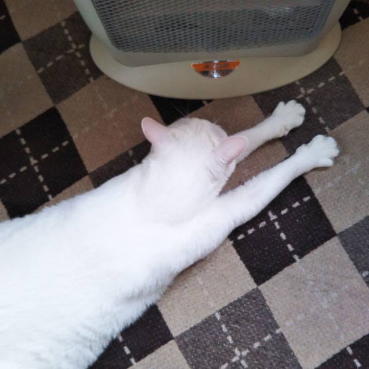 24f07515 11bf 4d44 b432 bfff3212f376 1576282329203