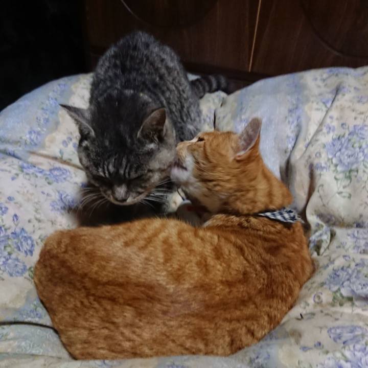 24f38802 545a 495c 9ad9 ff78575dc734 1575980712043