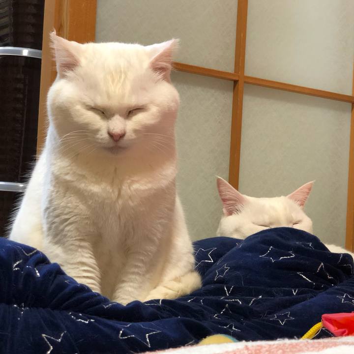 24fcb089 e0b4 4305 9072 4208b90bec3c 1554980081665