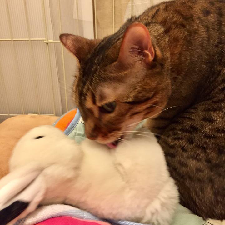 250015b6 6b67 4729 861b 0df0e683c86b 1529963892820