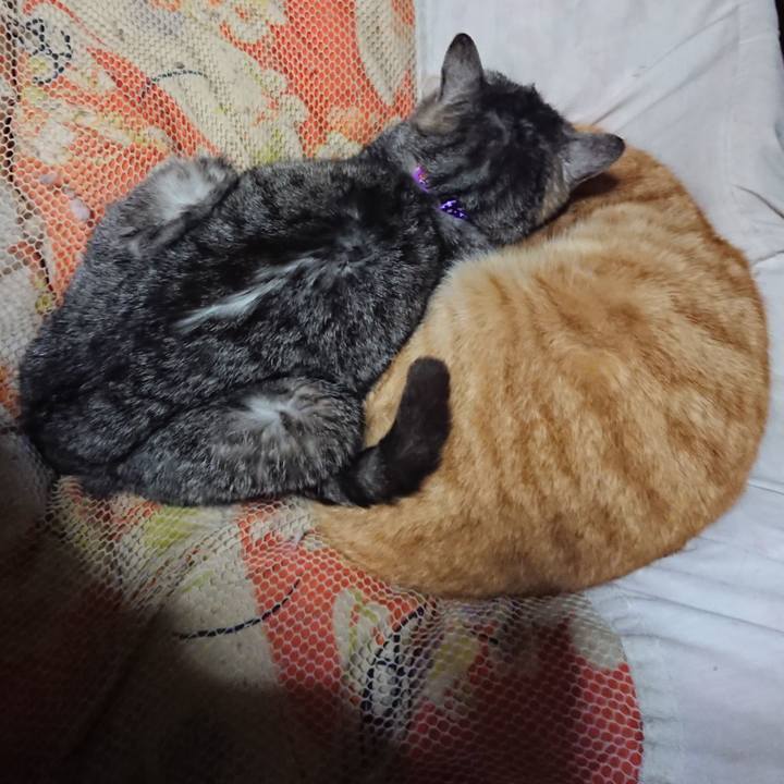 2501421f 4c29 43cc bb91 be70dd2bc2a7 1585052807923