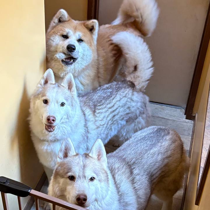 2502c490 4582 4373 9527 ce5e04d9492e 1767436717947