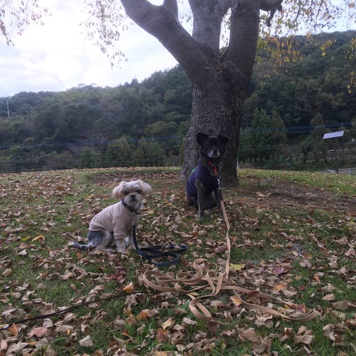 250314de bfeb 45c5 b6f4 7449e98142de 1542550553900