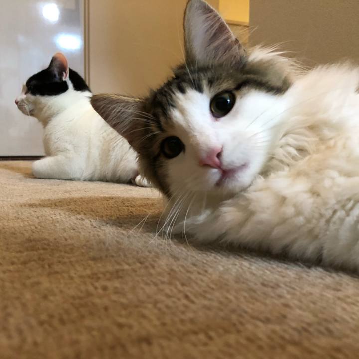 25031d2a 1704 4592 862e fdbfc9210458 1516850849326