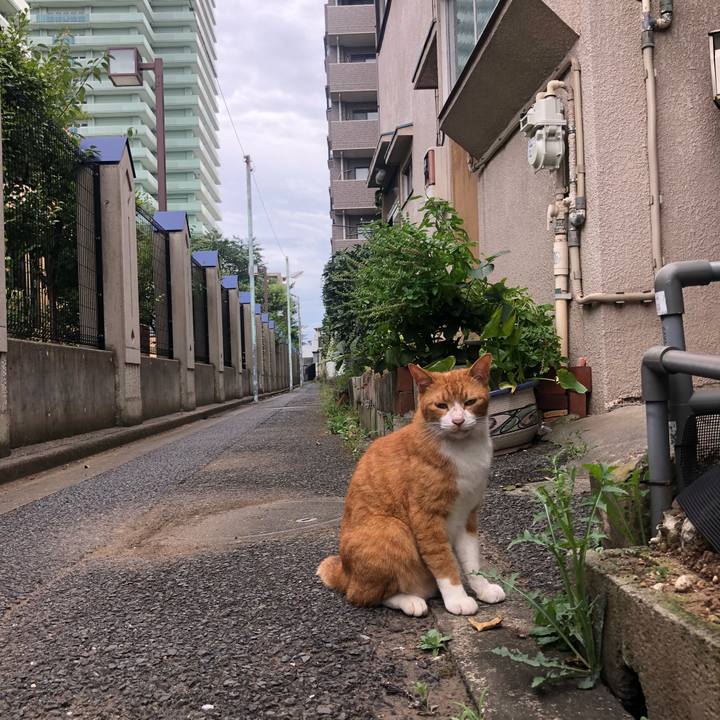 250426ed 7d3b 446f 9c1c 4d8313c24c7b 1599979186314