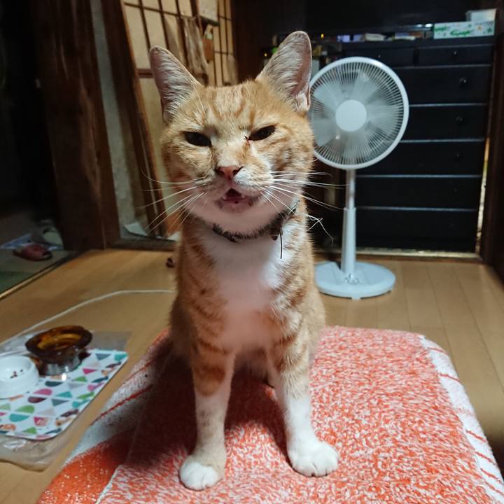 250aaebb cfba 4004 916a fded1dad21a4 1597262263694