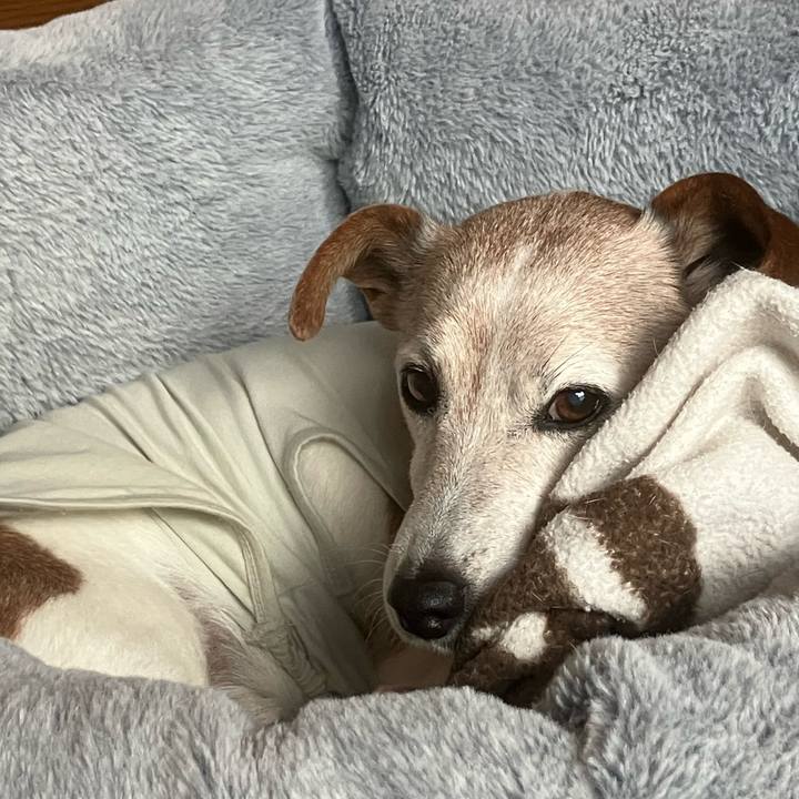 250c502d 5413 4108 821d e7ec1bb17e8b 1765235991520