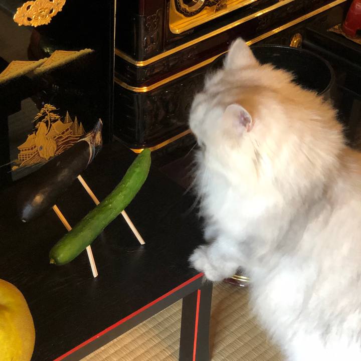 250f4f30 f44f 460f 8333 8ecbe46e12df 1628990534110