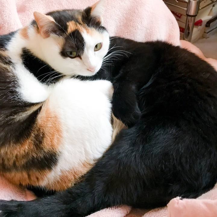 2510151b 786c 4d86 aff8 bd8c9fa08afe 1525916813363