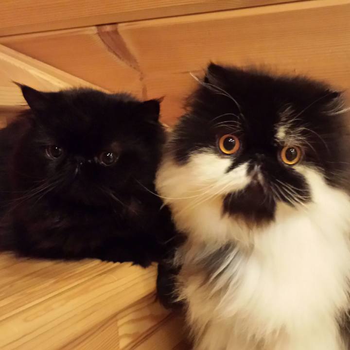 2511ece0 f27f 43b7 9076 68e5892a9227 1521628417779