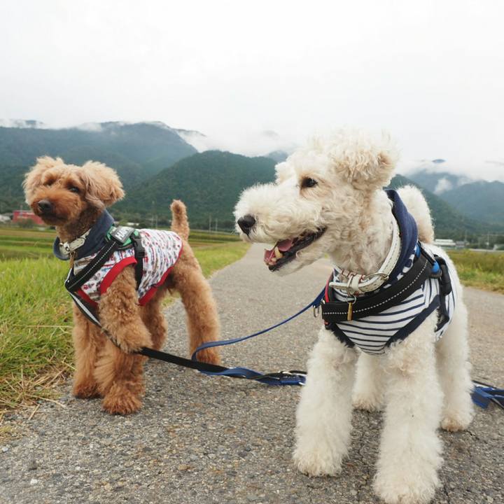 25122679 47cf 44d9 8a64 ae3b78ef7e4a 1507956359032