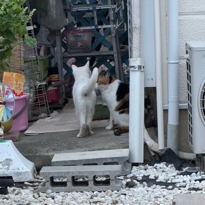 251243c5 0393 4968 8875 cbfcb535bdd0 1759804481384