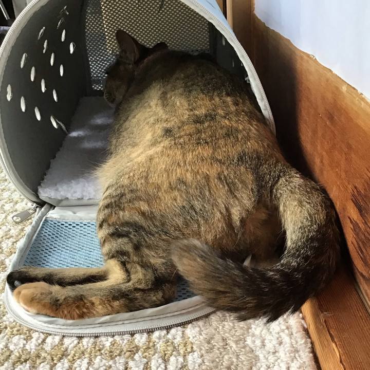 2514d93e 5282 4688 b857 c677c27202e9 1591935432497