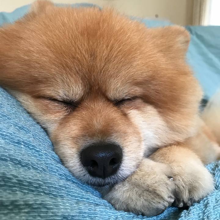 2515fc03 531e 46c0 9a60 9433aa2b6aeb 1510367048332