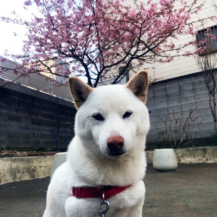 251784d0 6c34 4588 a73b 346c83a027f5 1519775129550