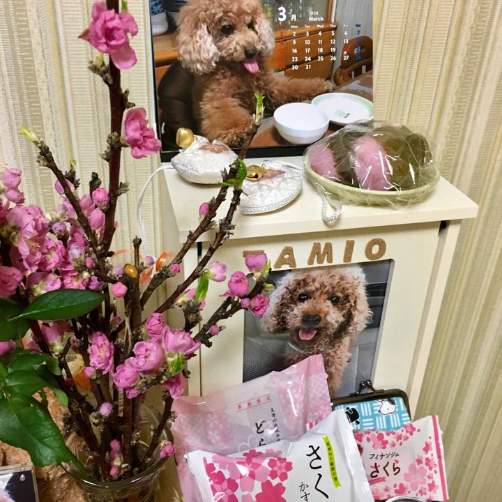 251de4b0 436b 48ca bcf6 e4d46a6d3988 1583157478026