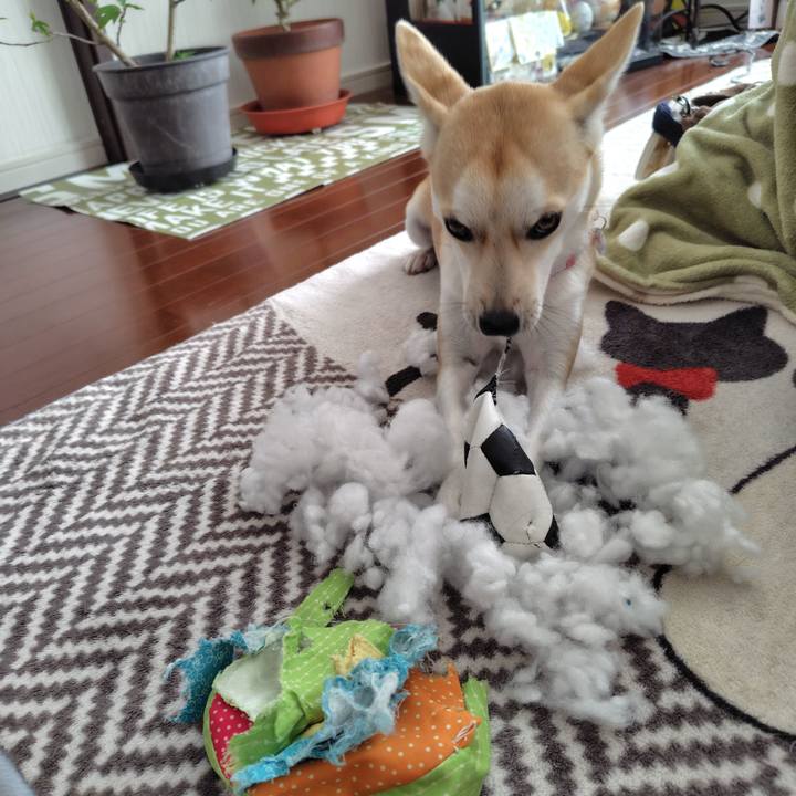 25227299 0e29 47a6 b966 9943cf7b541a 1764634353664