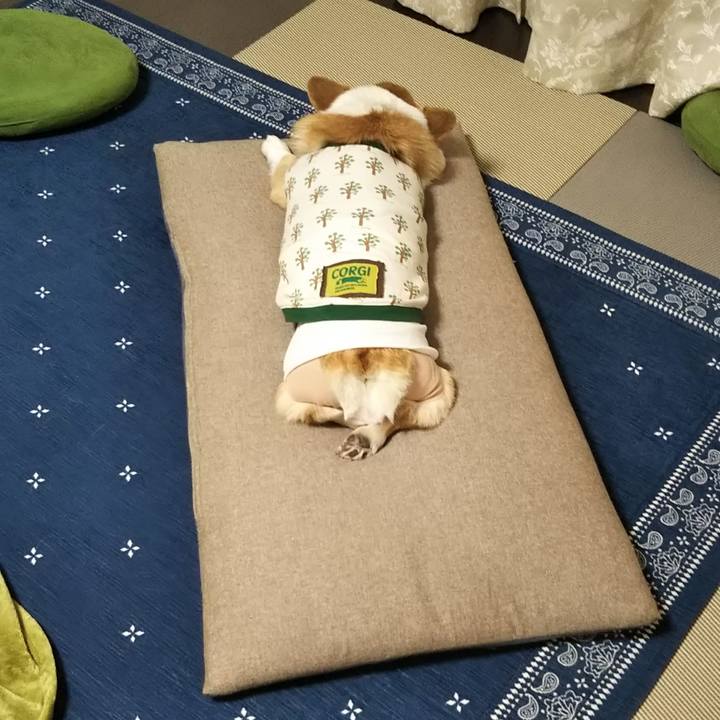 25228437 0a68 4336 9dd6 973e0bb558e7 1545751386976