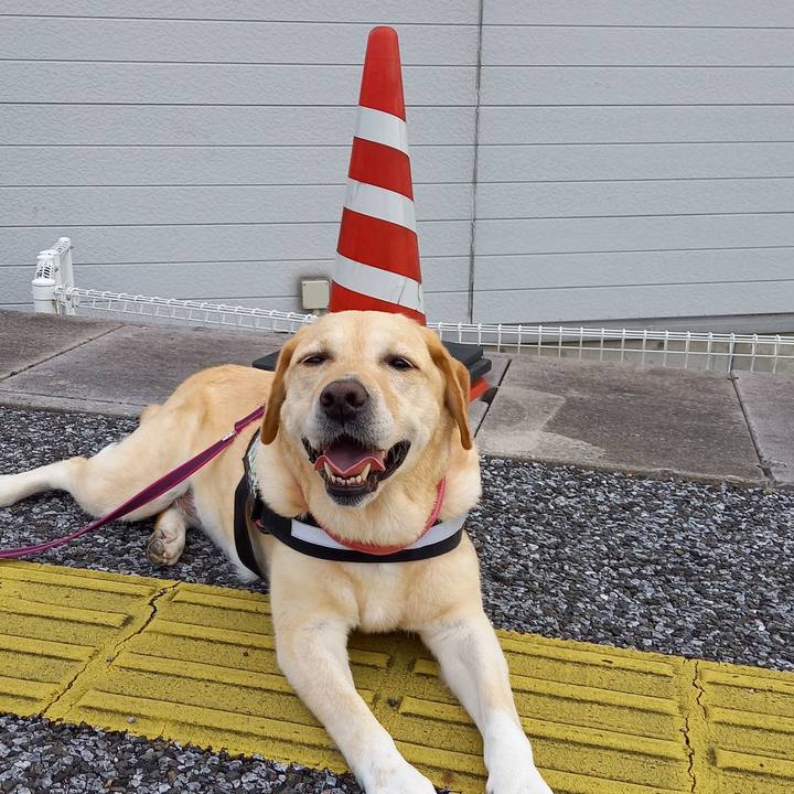 2523b930 f285 4c2c b466 2d7247782672 1596945598670