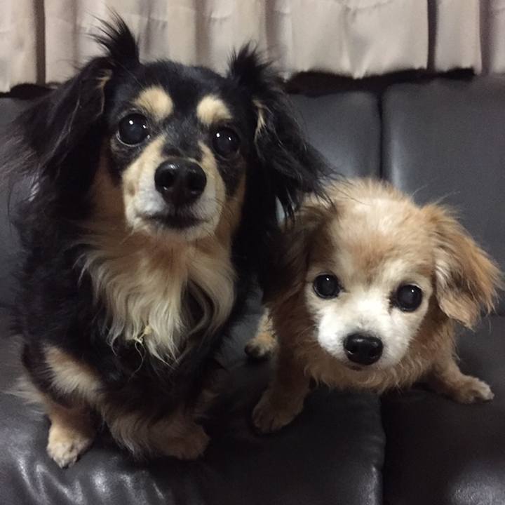 2526e63a 4855 43ac 96bf f18b8b4e5b59 1514729297090