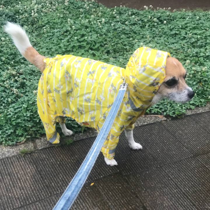 2527c553 ca0d 47d9 9587 7b6727e35be4 1528697784210