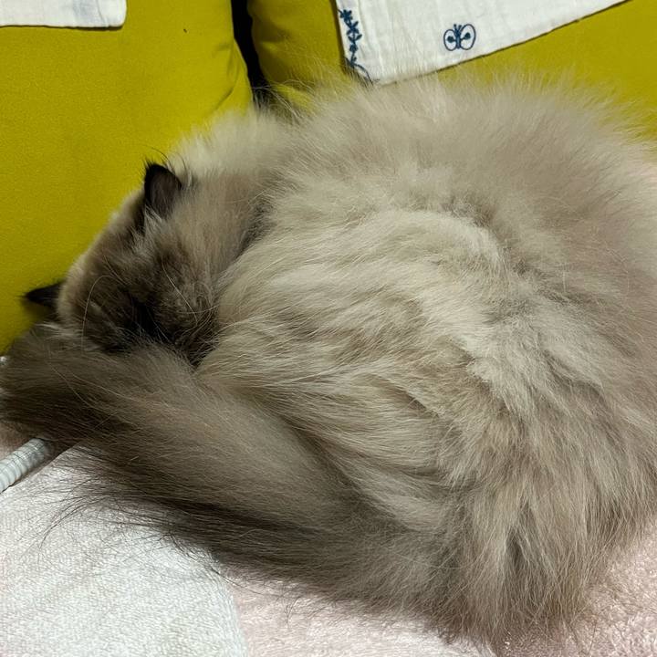 2529f458 c593 4585 806f bd29caa393d0 1767177650890