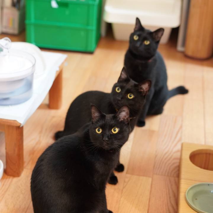 252a10c3 292b 408a 8be8 911d5f0d3bd4 1620400594791