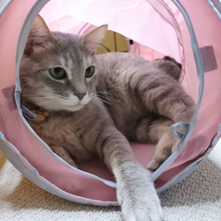 252a6c0e 02e7 41a7 bf7b 889462f4f694 1581431267808