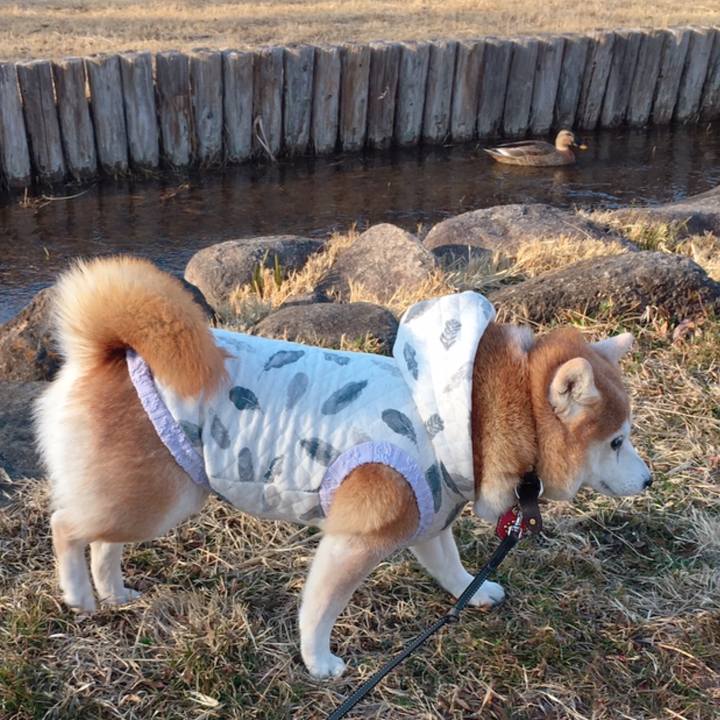 252c6ece 93cb 484c 98c5 262118beebb8 1550929048032