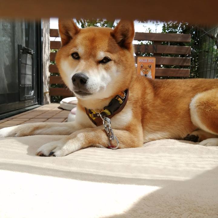 252cccb7 94d6 40da 88fe b2d8b4212f16 1617332232512