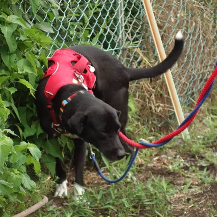 252dce00 53dd 4df0 9c42 e41363f995f7 1597659853753